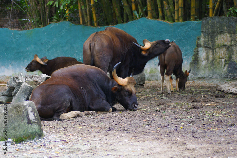 Gaurs (Bos Gaurus) Also Called Indian Bison Resting On A Sunny Day In Their Home At National Zoo Of Malaysia Gaurs (Bos Gaurus) Also Called Indian Bison Resting On A Sunny Day In Their Home At National Zoo Of Malaysia