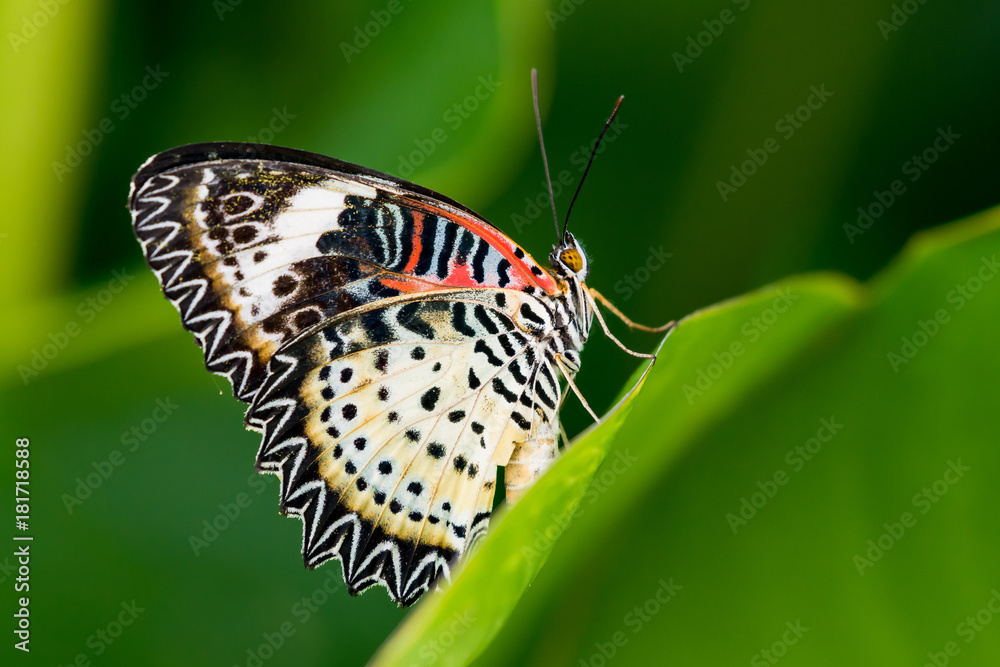 Obraz premium Close up butterfly on green leaf