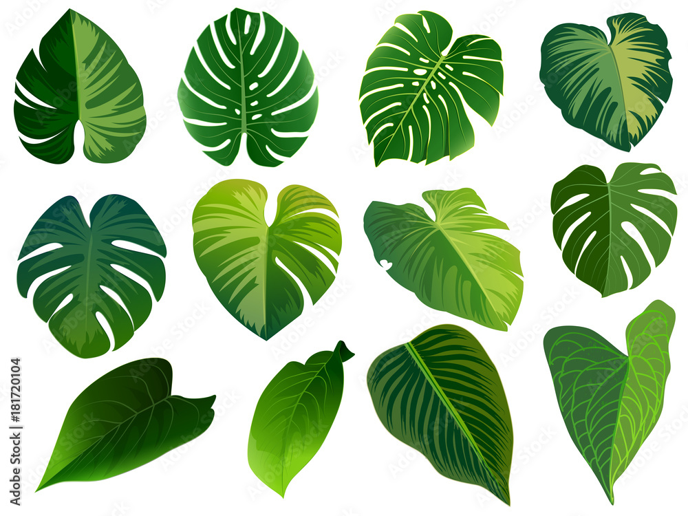 Summer, spring leaves set. Green flat icon. vector, Isolated on white - obrazy, fototapety, plakaty 