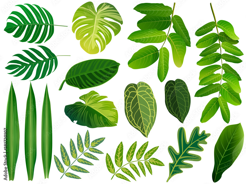 Summer, spring leaves set. Green flat icon. vector, Isolated on white - obrazy, fototapety, plakaty 