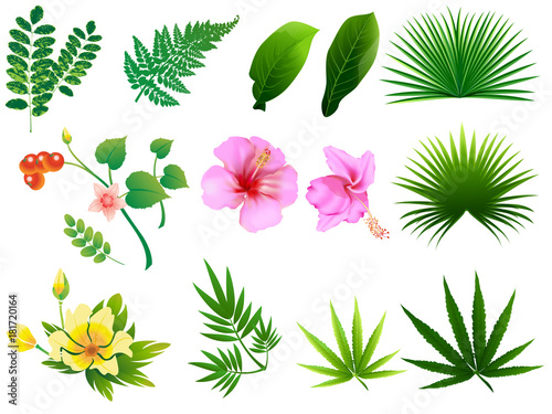Tropical leaves set. Vector clip art illustration with simple gradients.