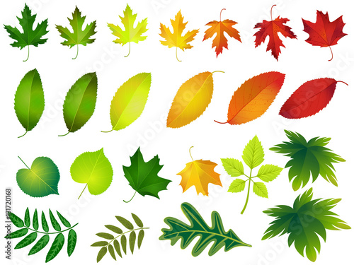 Vector illustration, set of bright autumn leaves. Fall leaves background.