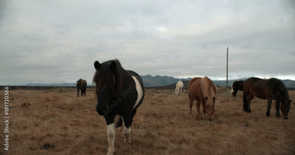 Horses in the mountains in Iceland. Icelandic horses in the Snæfellsnes Peninsula area over Icelandic highlands.