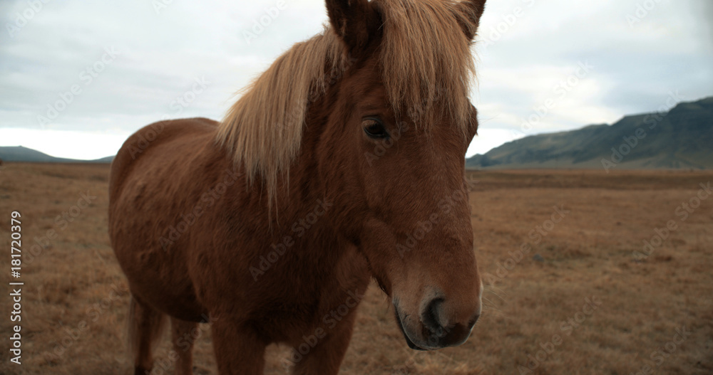 Obraz premium Horses in the mountains in Iceland. Icelandic horses in the Snæfellsnes Peninsula area over Icelandic highlands.