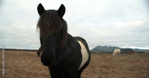 Horses in the mountains in Iceland. Icelandic horses in the Snæfellsnes Peninsula area over Icelandic highlands.