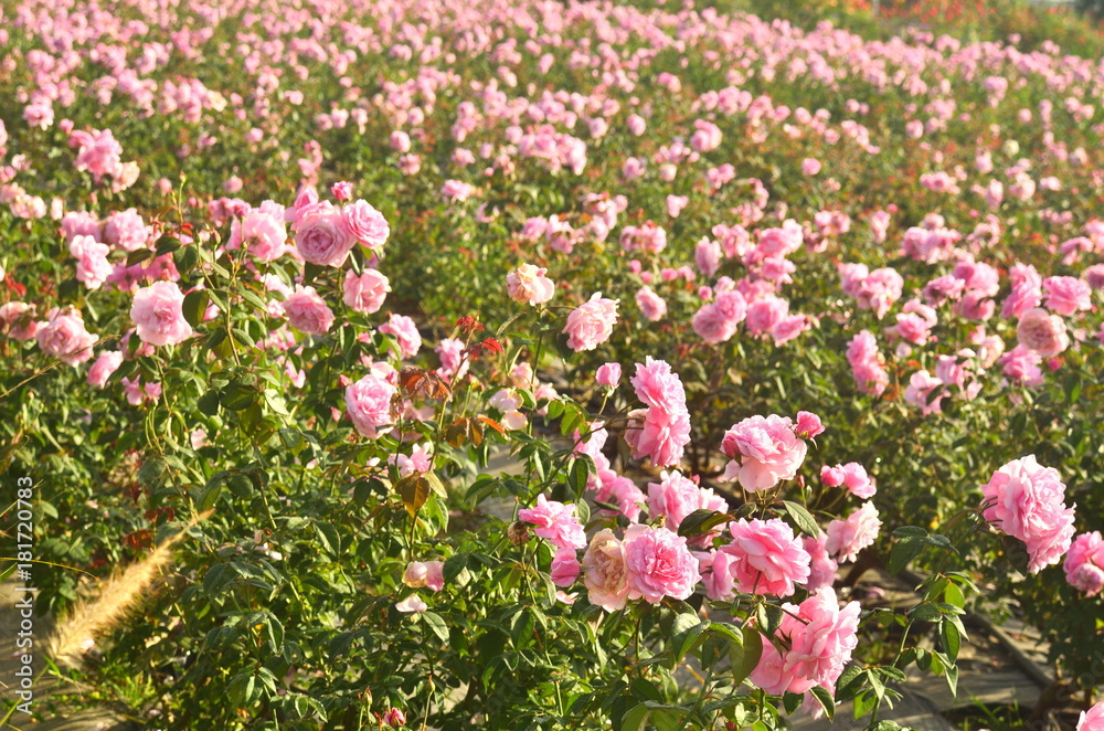 Beautiful pink rose petals with drops of water (6) Beautiful pink rose petals with drops of water (6)