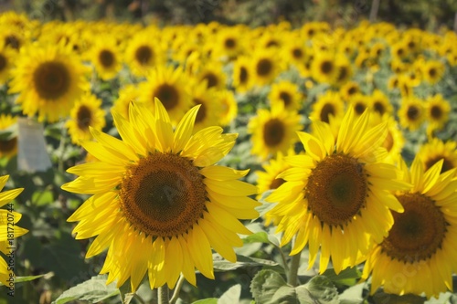 Sunflower © cody