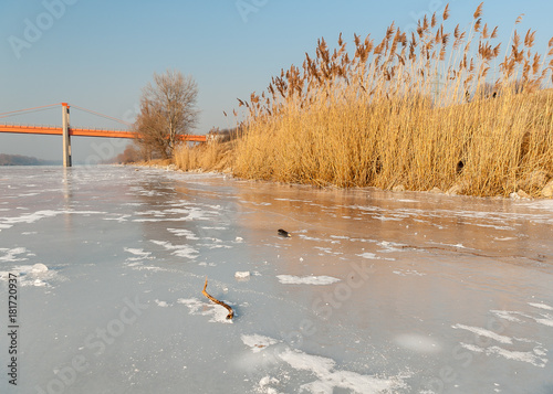 Photography Golden lit reed on a frozen river