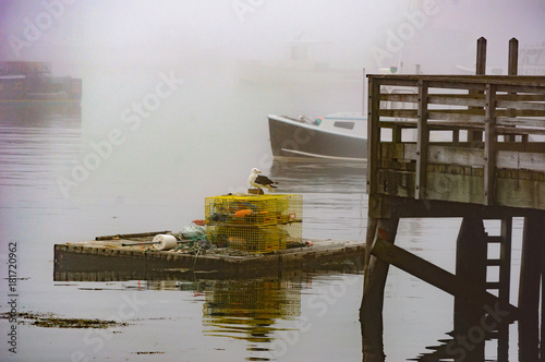 A gull hoping for a meal in Kennebunkport Me on a foggy evening photo