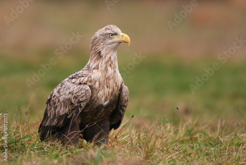 White tailed Eagle  Haliaeetus albicilla 