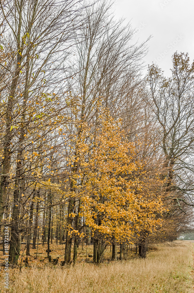 Fototapeta premium November Woods