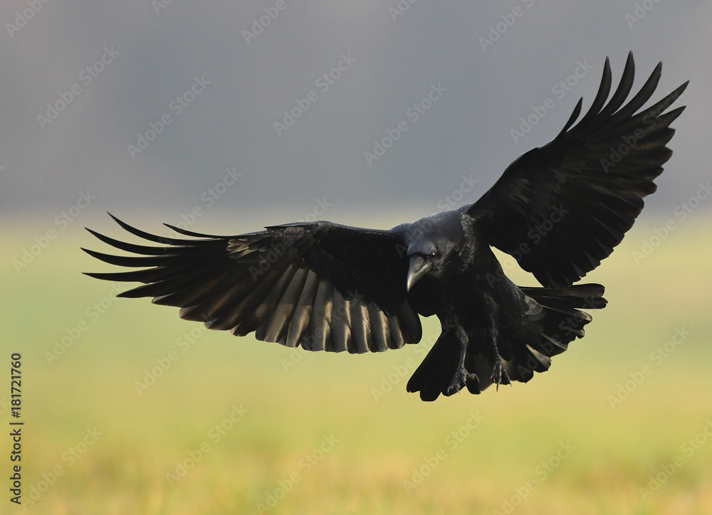 Naklejka premium Raven (Corvus corax)
