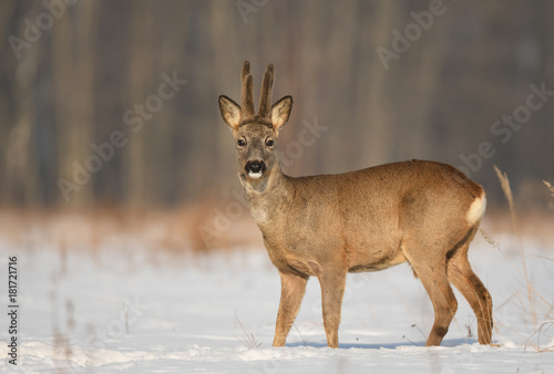 Roe deer  Capreolus capreolus 