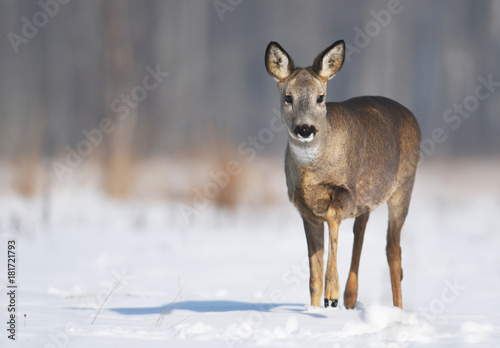 Roe deer  Capreolus capreolus 