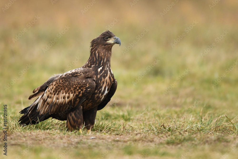 White tailed Eagle (Haliaeetus albicilla) White tailed Eagle (Haliaeetus albicilla)