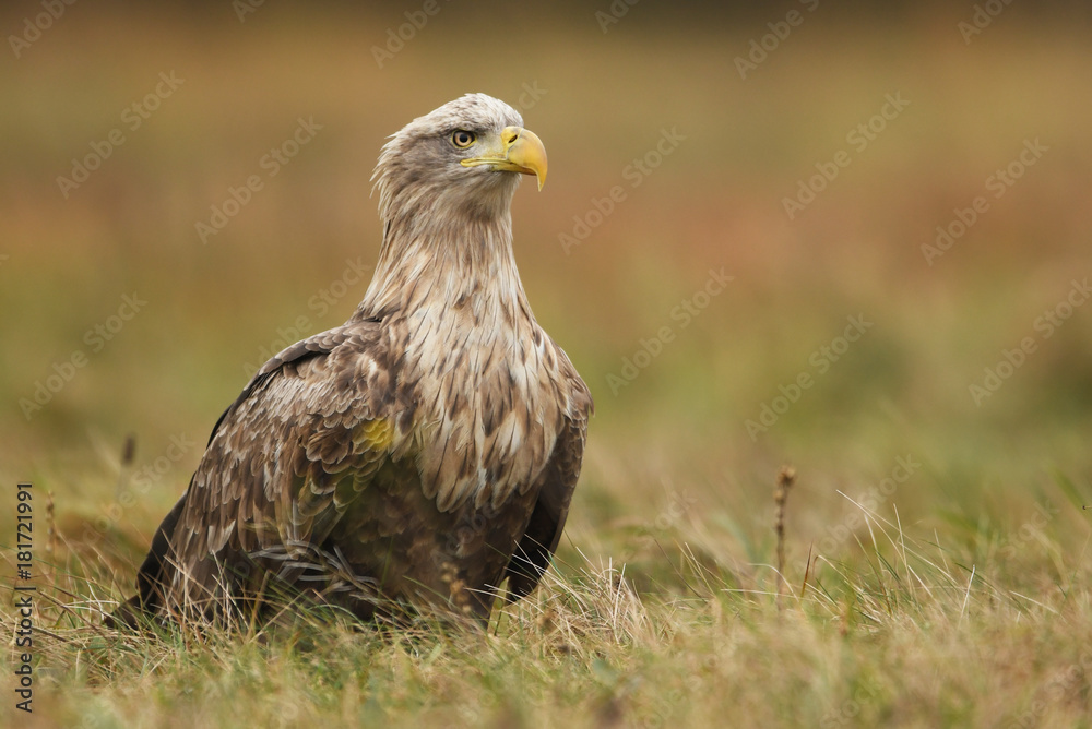 Fototapeta premium White tailed Eagle (Haliaeetus albicilla)