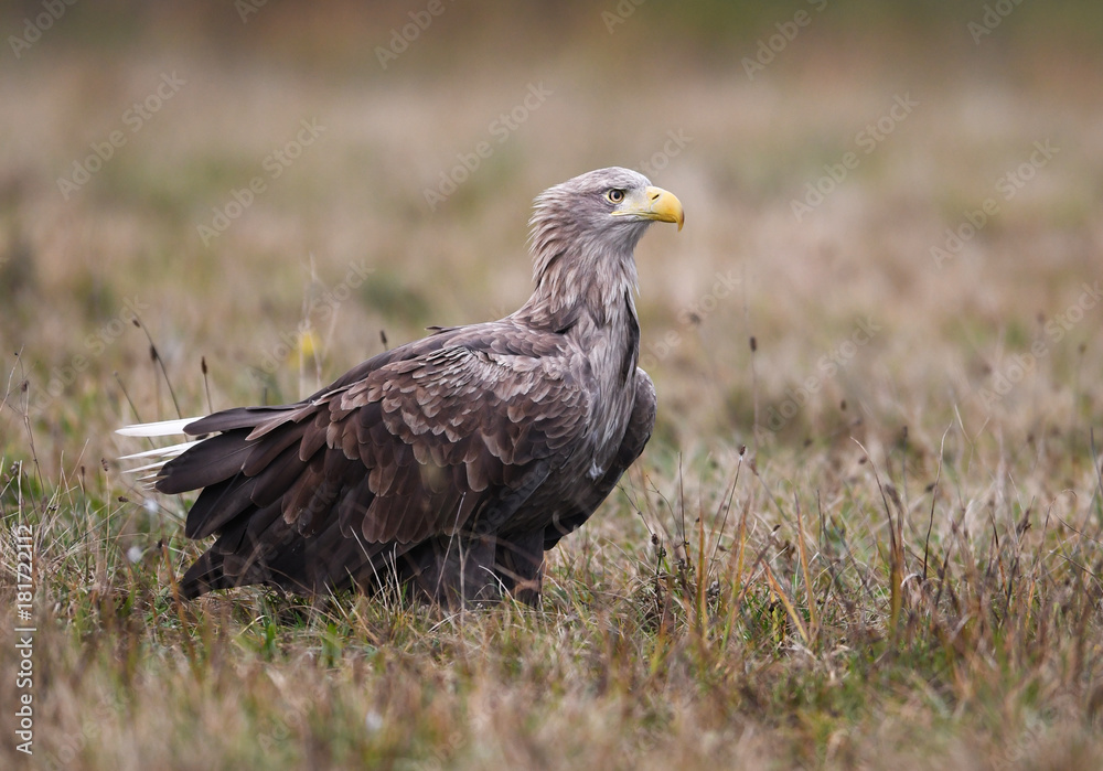 White tailed Eagle (Haliaeetus albicilla) White tailed Eagle (Haliaeetus albicilla)