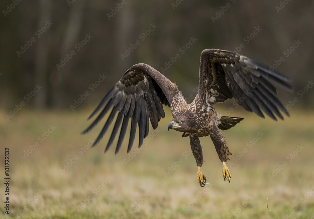 Fototapeta premium White tailed Eagle (Haliaeetus albicilla)