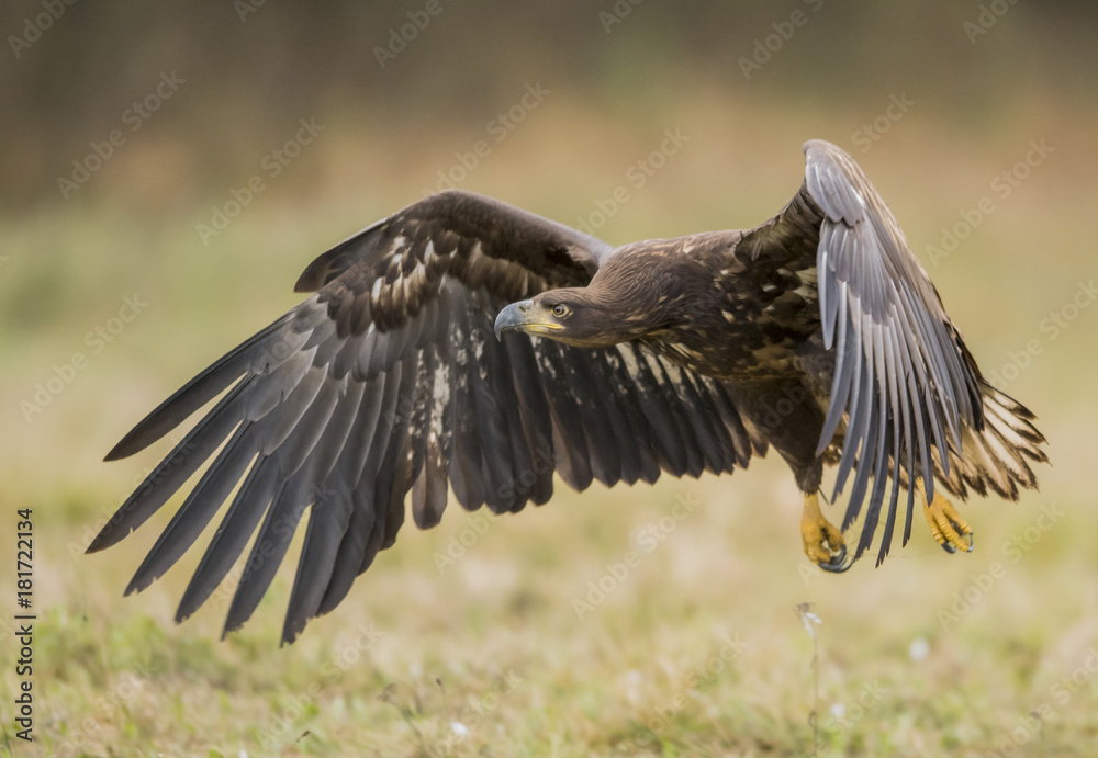 Obraz premium White tailed Eagle (Haliaeetus albicilla)
