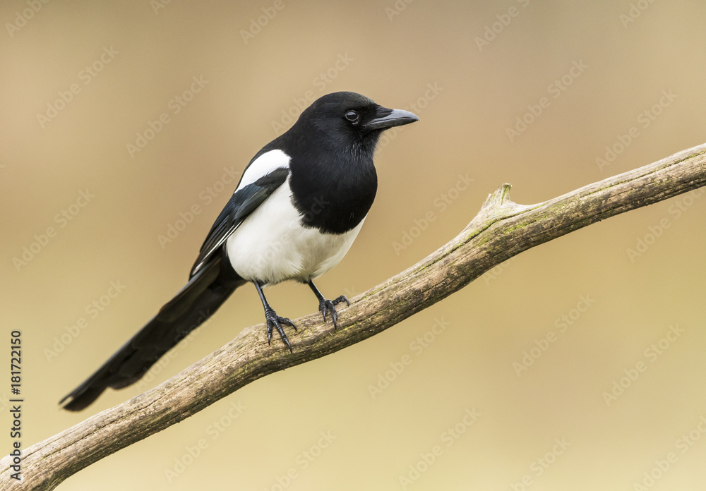 Magpie (Pica pica) Magpie (Pica pica)