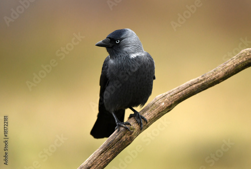Obraz na płótnie Jackdaw Crow (Corvus Monedula)
