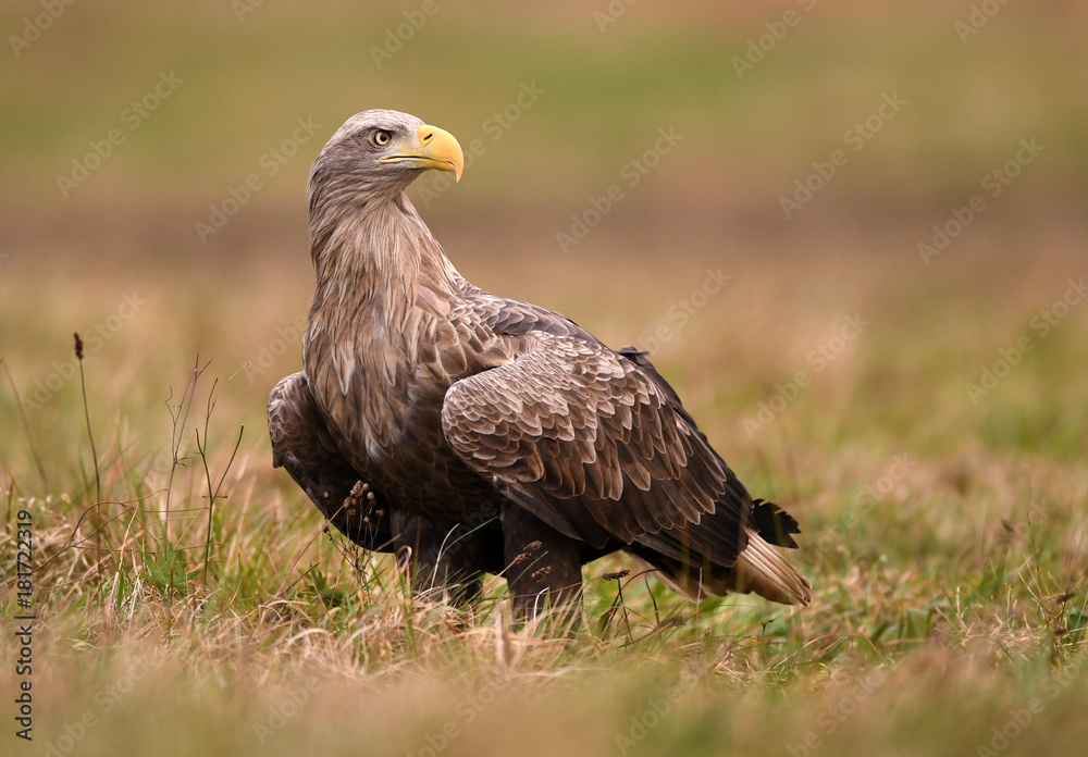 White tailed Eagle (Haliaeetus albicilla) White tailed Eagle (Haliaeetus albicilla)