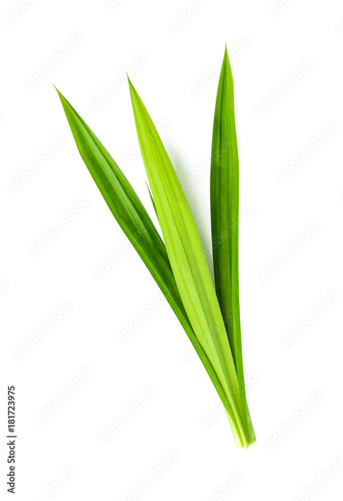 Fresh Pandan leaves isolated on white background Fresh Pandan leaves isolated on white background