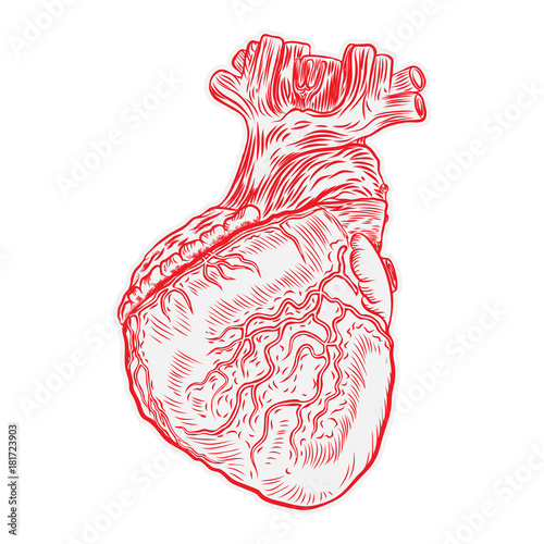 Heart hand drawn isolated on a white background. Hand drawn anatomical flesh tattoo human heart with detailed veins. Vector.
