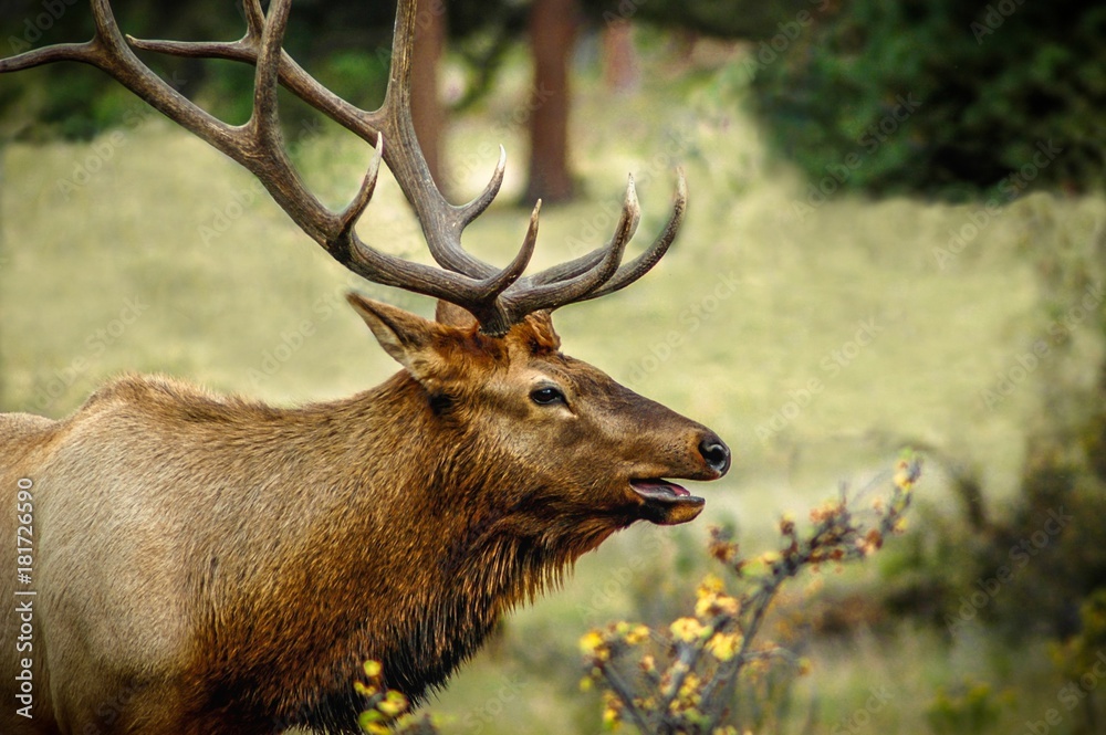 Fototapeta premium Bull Elk