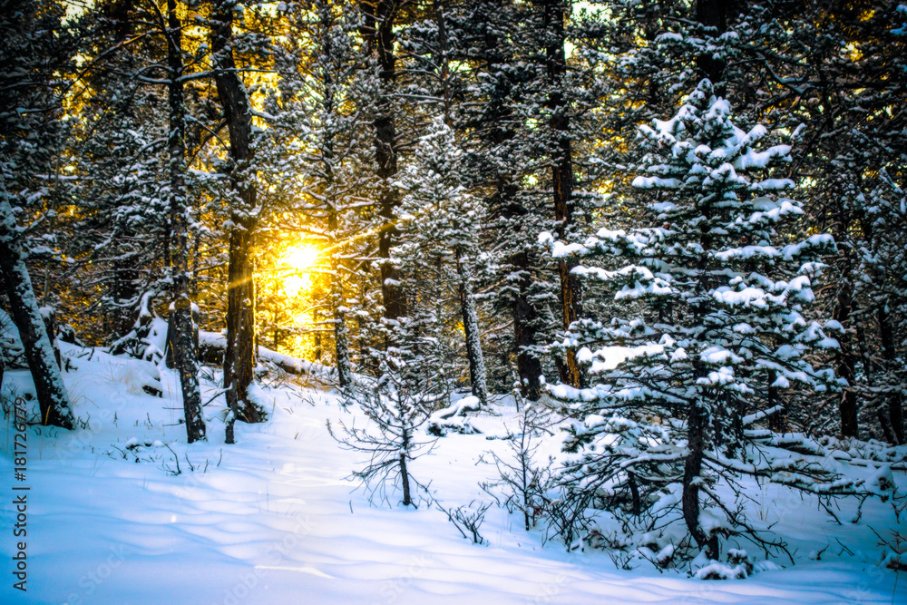 Fototapeta premium Winter Sunset