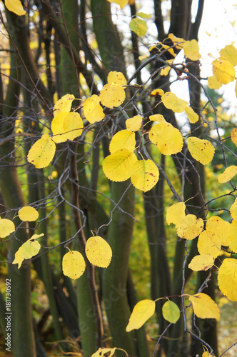 Yellow autunm leaves of amelanchier alnifolia or saskatoon or pacific serviceberry or western serviceberry or alder-leaf shadbush or dwarf shadbush or chuckley pear or western juneberry photo