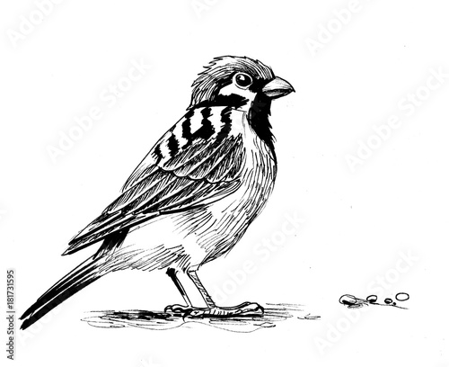 Sparrow bird. black and white ink illustration