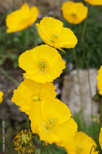 Papaver nudicaule or iceland poppy yellow flowers in row