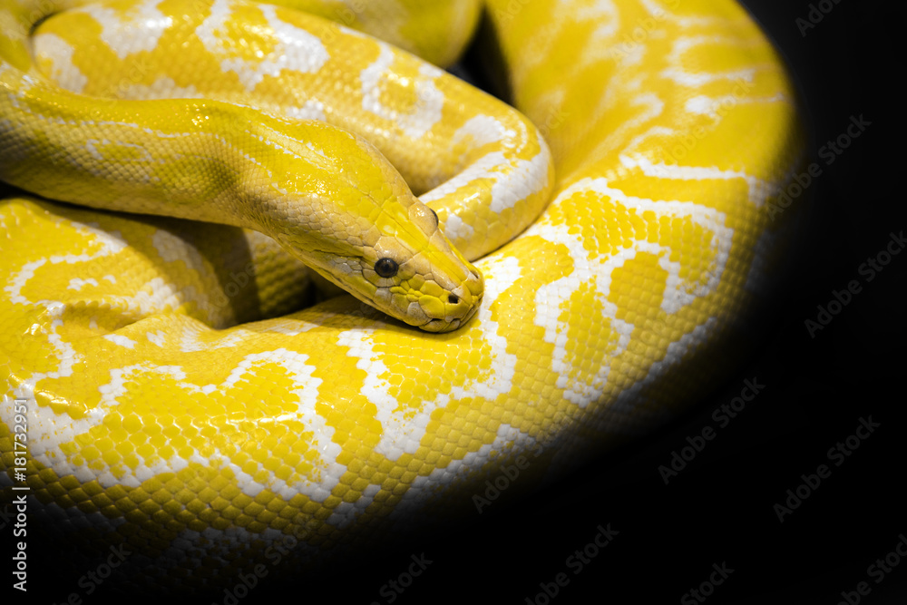Naklejka premium python snake black background