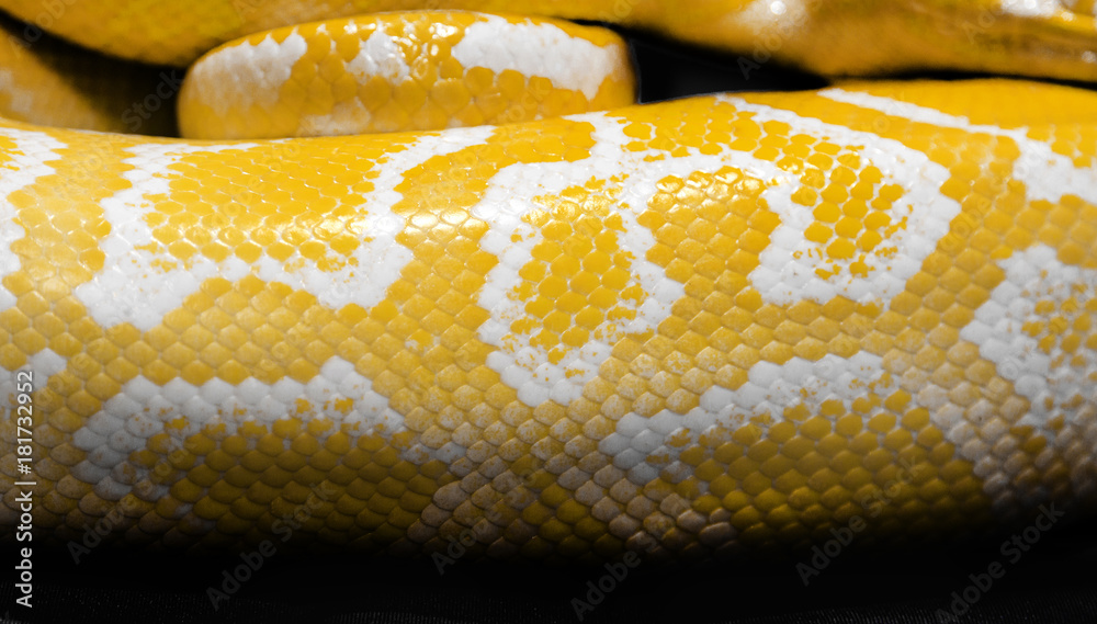 Fototapeta premium python snake skin for background