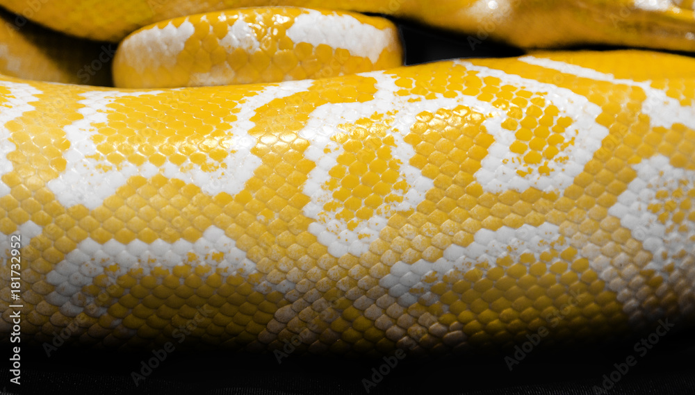 Naklejka premium python snake skin for background