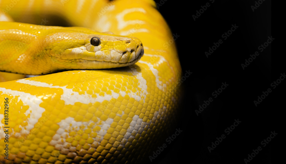 Fototapeta premium wąż python czarne tło
