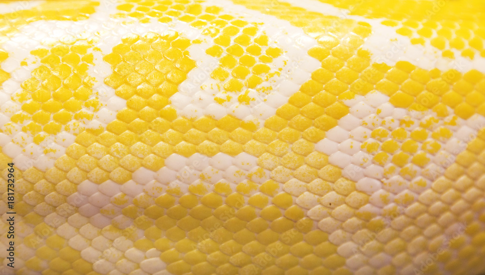 Fototapeta premium skóra węża pythona na tle