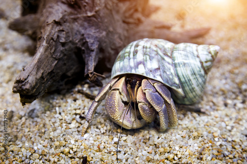 hermit crab exotic pet in aquarium
