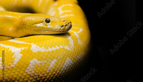 python snake black background