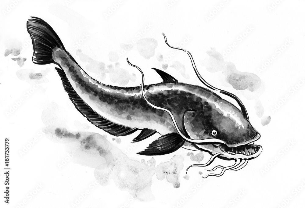 Fototapeta premium Catfish sketch. Black and white illustration.