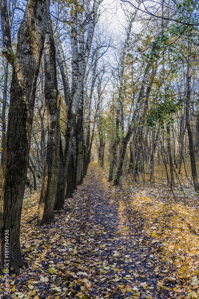 Obraz premium Park alley strewn with fallen leaves