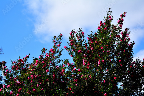サザンカの晩秋から花/冬に咲く花の代表。白やピンクが一般的。これだけの大樹は珍しい。青空の少ないので貴重な晴れ間での撮影。