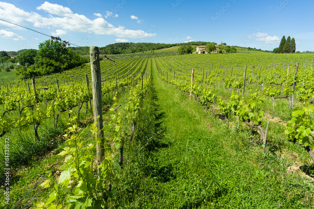 Vineyard in a sunny afternoon in Italy