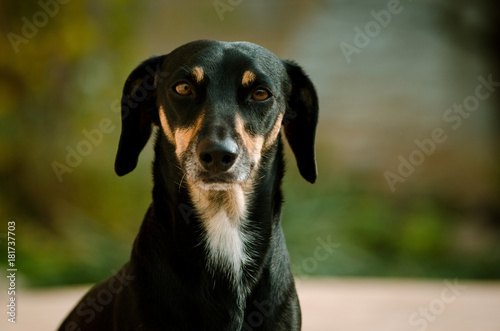 A portrait of a dog of the Dachshund breed