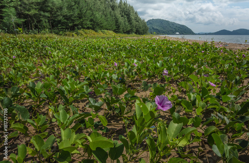 Morning glory or ipomoea  grow on the beach, Chanthaburi, Thailand.