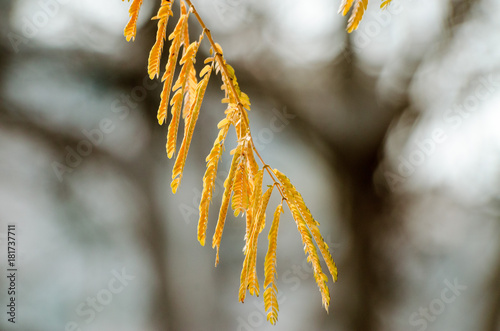 Autumn yellow tree branch