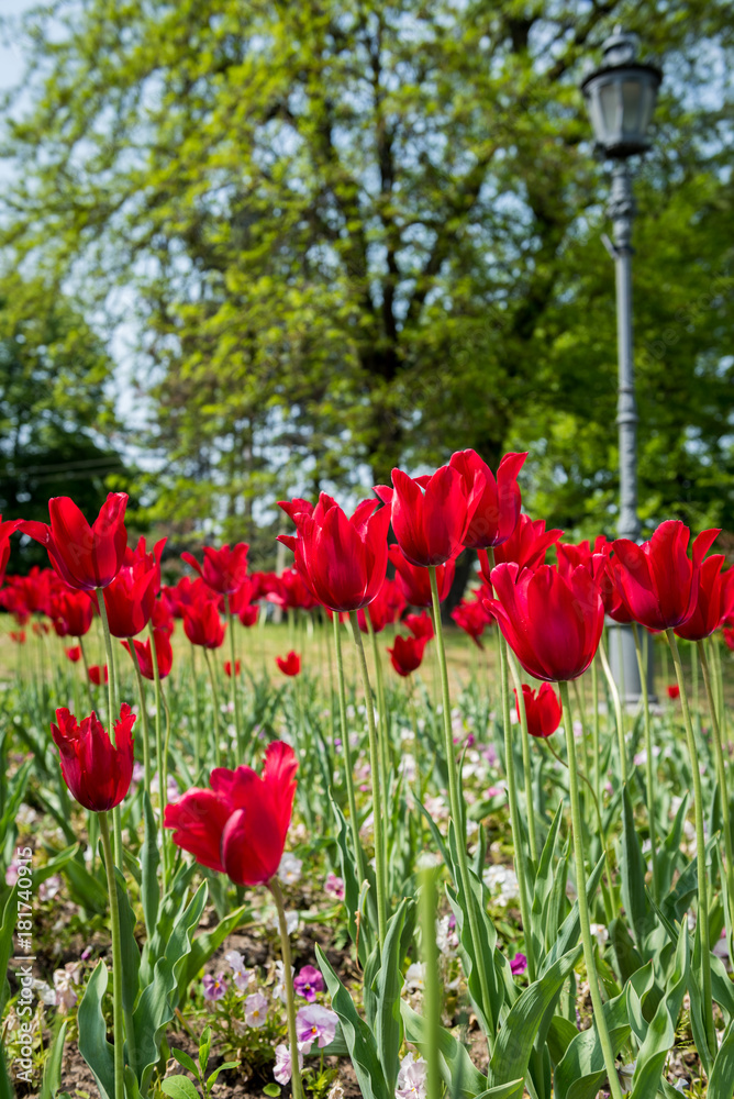 Obraz premium Bunch of red tulips in park, spring time