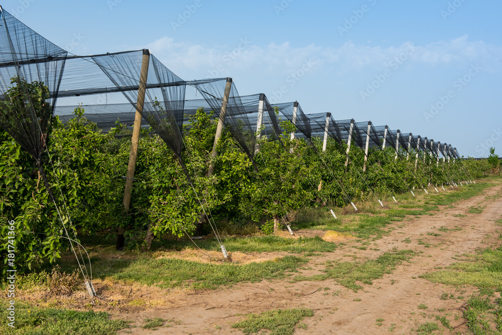 Orchard protected with anti hail net