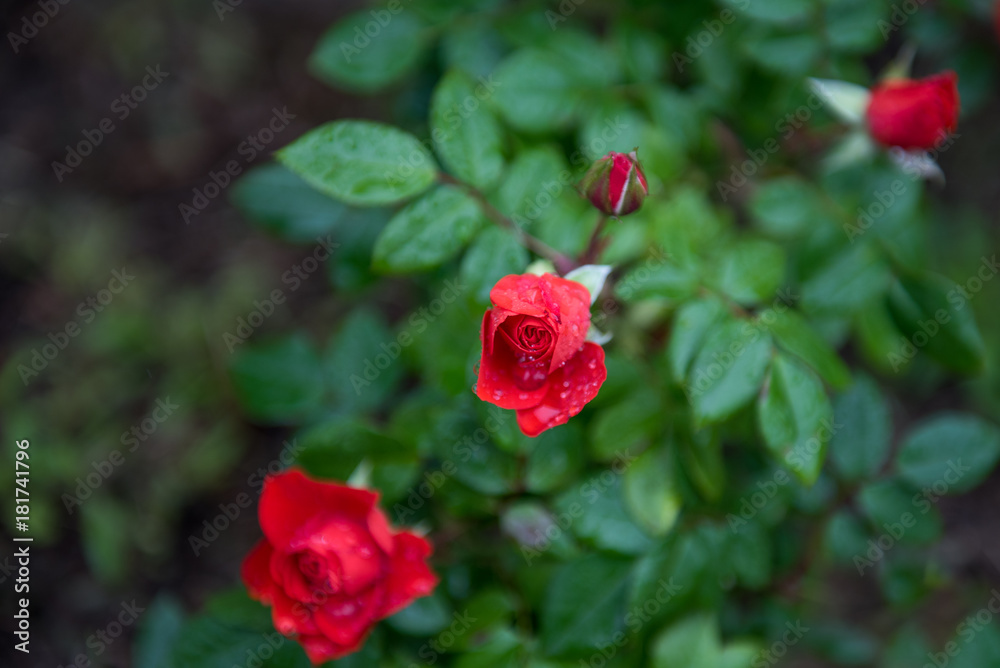 Beautiful red roses on rainy day with raindrops on petals Beautiful red roses on rainy day with raindrops on petals